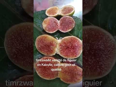 التين الحمراء ثيمرزوغث     من أجود أنواع التين     