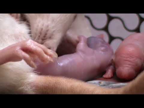 वीडियो: चूहे के लिंग का निर्धारण कैसे करें