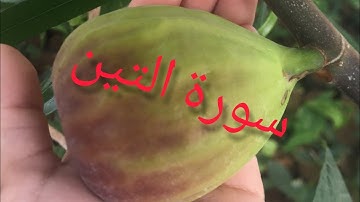 سورة التين surat at_tin translate in english