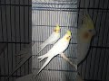 Karbala #imam e Hussain as #Najaf#love bird lover
