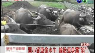 寵物水牛被偷殺 老農日夜難眠