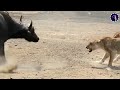 यह भैस जंगल के राजा शेर को एक ही झटके में ख़त्म कर सकती है Top 10 Prey Who Can Kill a Lion Easily
