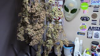 back with cannabis update