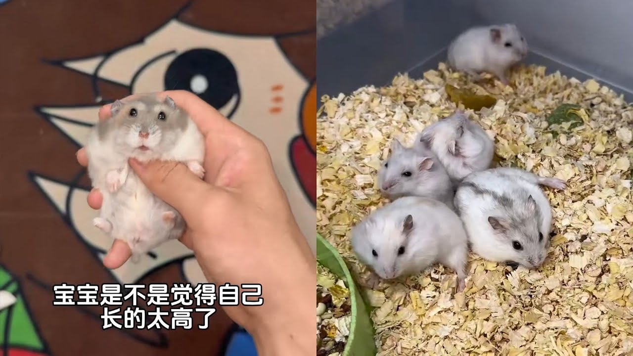 这个家迟早被啃没 #养鼠日常分享 #仓鼠🐹合集