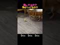 遊んでるの?怖がってるの?どっち😂 #ペット #癒し #爆笑