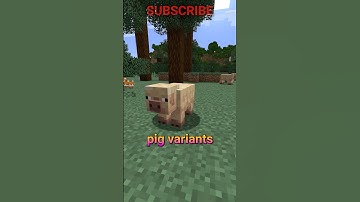 everything about the NEW SNAPSHOT