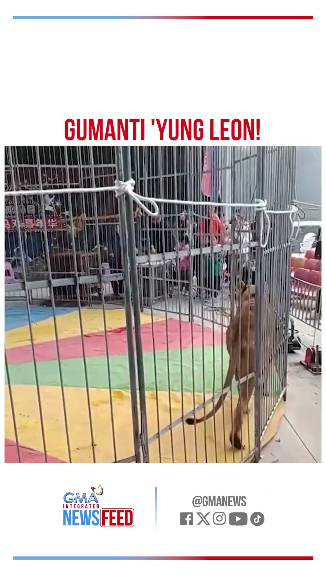 Leon na minaltrato raw sa zoo, gumanti! | GMA Integrated Newsfeed Bytes