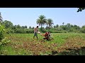 Power weeder kama cultivation in mug kheti .