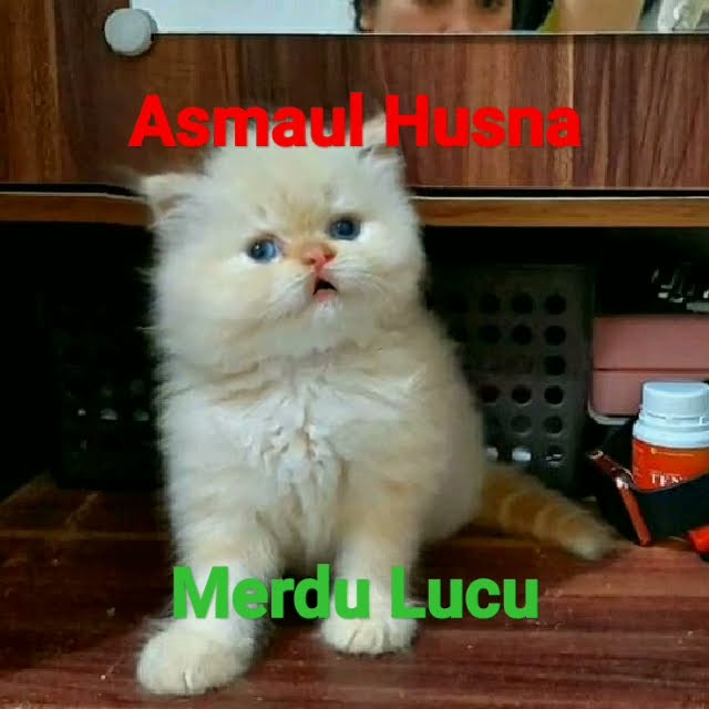 Asmaul Husna,versi suara kucing  #kucingbersholawat #kucingngaji #kucinglucu #kucing #kucingnyanyi