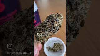 Australian Medical Cannabis - Jessica Rabbit Sativa Flower