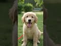 Meet My New Golden Retriever Puppy! 🐾