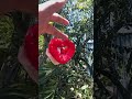 Ganci Love Cerry