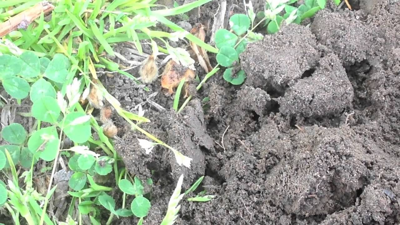 Metal Detecting New Jersey May 9th, 2015 YouTube