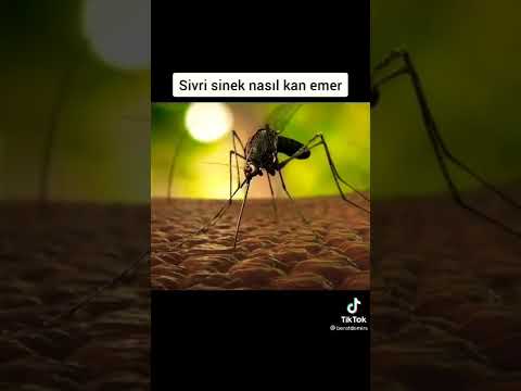 sivrisinek nasıl kan