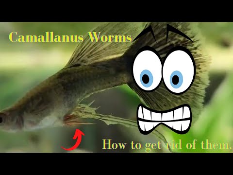 Camallanus Worms