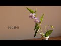 【vlog】春の日に