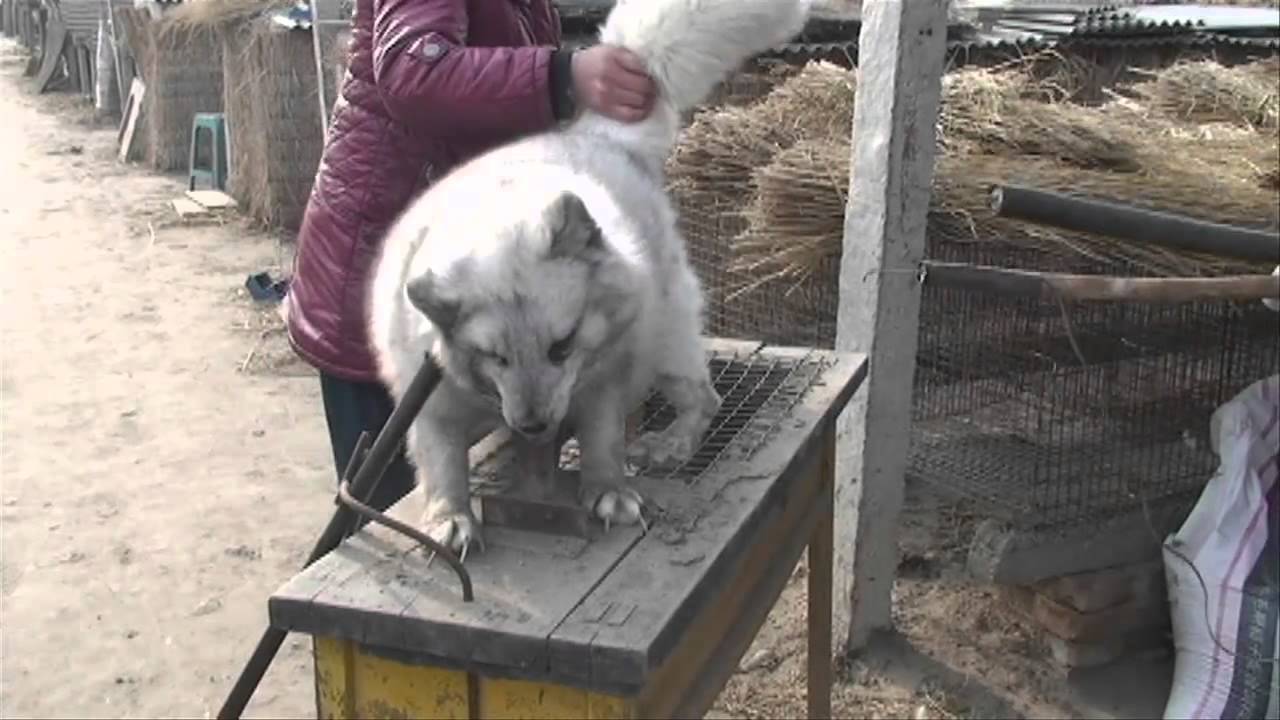 Tierqualerei In China Youtube