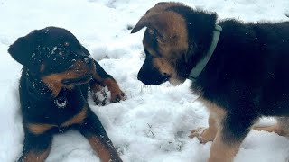 Rottweiler and German Shepherd Puppies play together