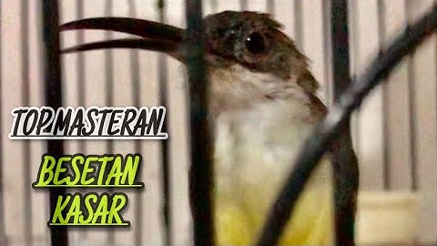 TOP MASTERAN KASAR‼️Pijantung Pisang Gacor Mbeset Ngekek Panjang Suara Jernih | KICAU TEMBAK