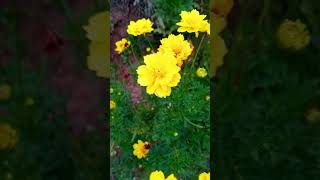 Vibrant yellow Coreopsis grandiflora (sunray) Tickseed flower🌼