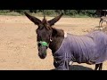 Burnie enjoying a walk in the paddock