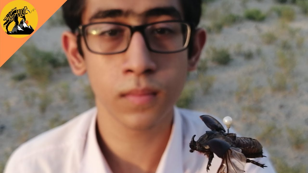 Strongest INSECTS in the world!! YouTube