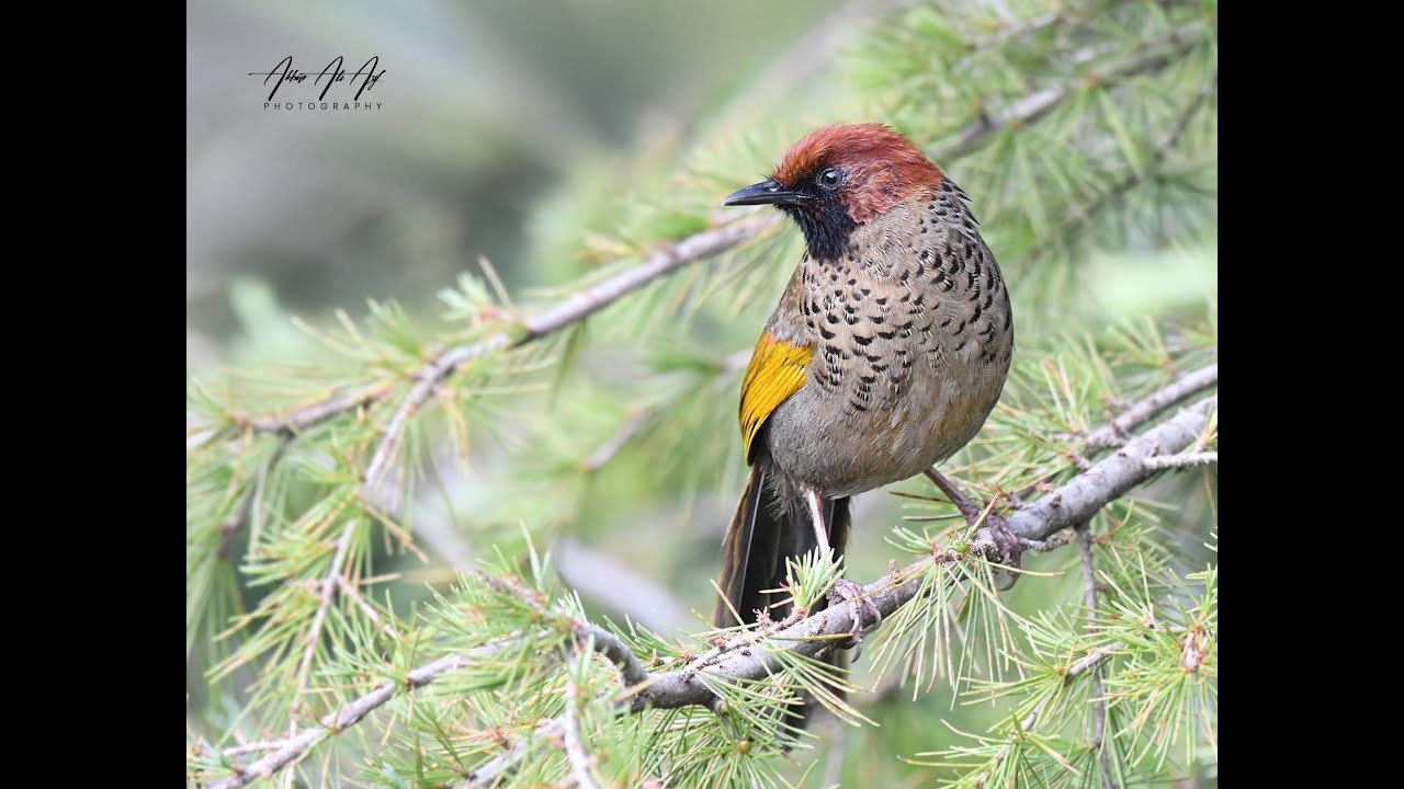 Chestnut-Crowned Laughingthrush in Pakistan | Bird Call & Footage by Akbar Ali Asif