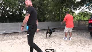 Rottweiler Dog Reactive & Lead Walking  Southend Dog Training