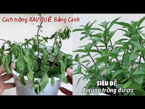 Video Cách Trồng Rau Quế Bằng Cành Siêu Dễ Ai Cũng Trồng... - youtube