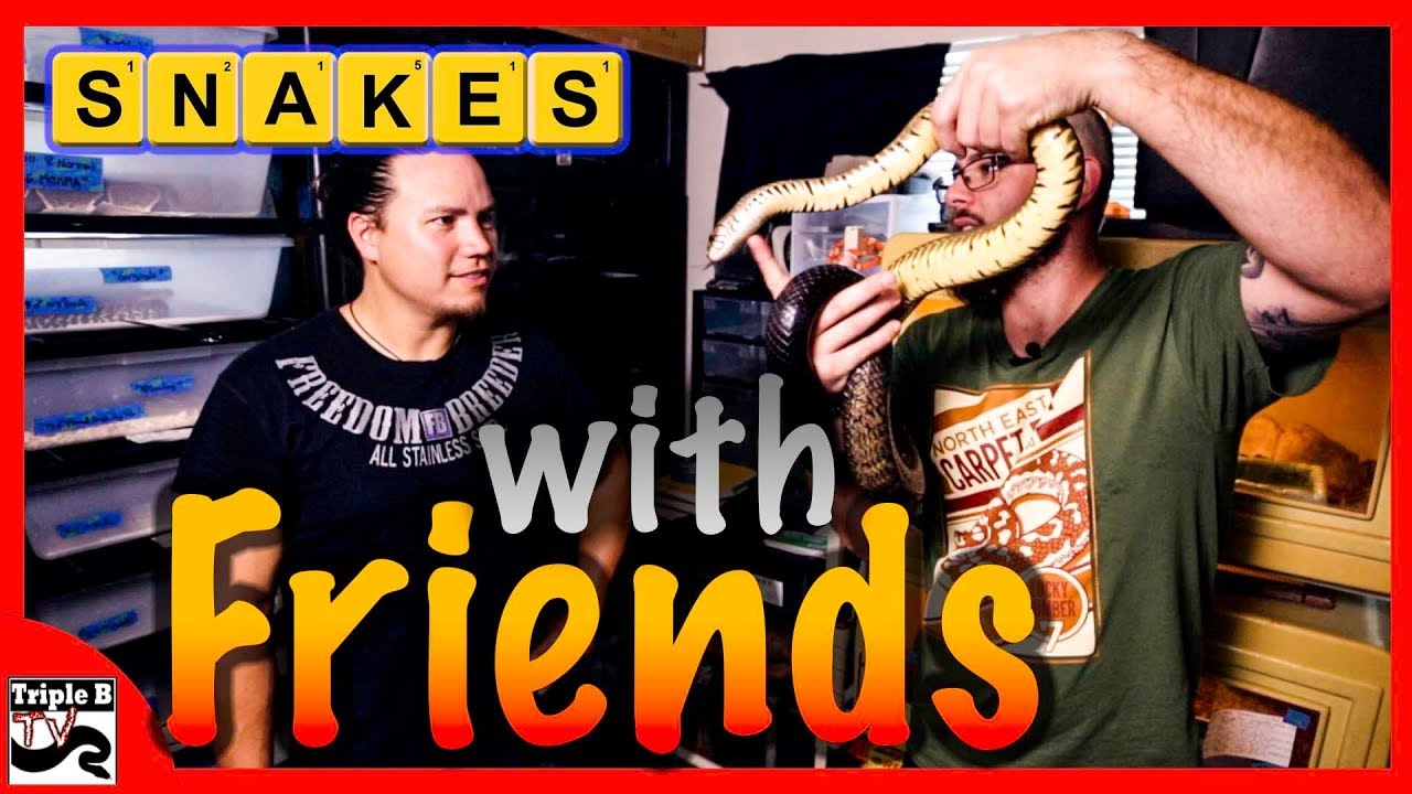 black tailed cribo for sale Snakes with Friends : Riley Jimison part 2 - Ep.124