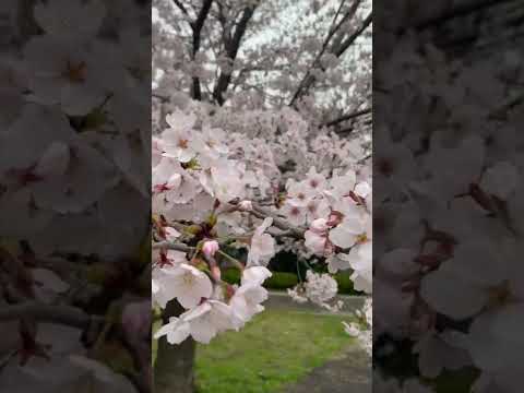 Video: Berapa lama bunga sakura mekar?