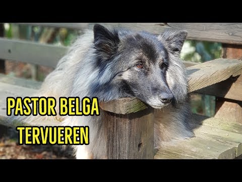 Vídeo: Raça De Cães Tervuren Belga Hipoalergênica, Saúde E Longevidade