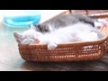 【猫】涼しげに眠る仔猫たち