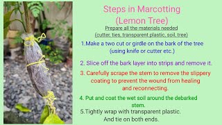 How to marcot Lemon tree (TLE task performance) Profile
