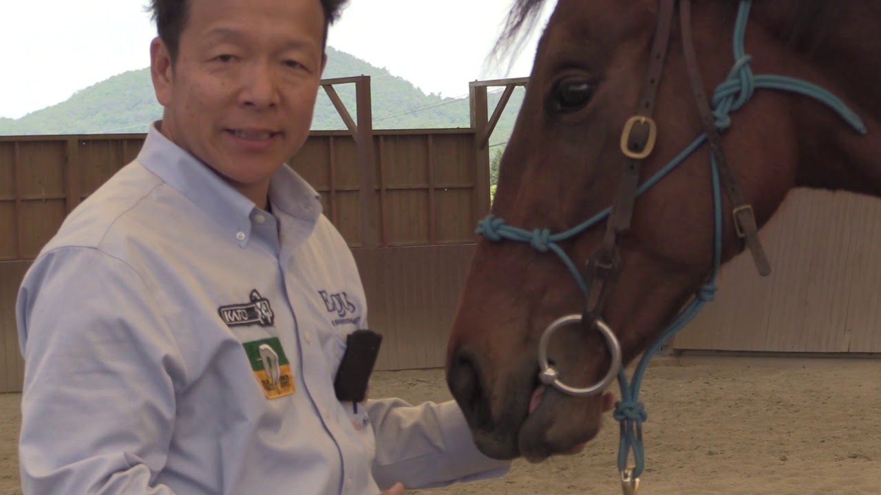 エバービクトリアス_ゆったりとした速歩の維持と継続