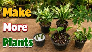 4 Ways to Propagate Houseplants