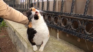 Chubby cat has a hilarious reaction to back scratch