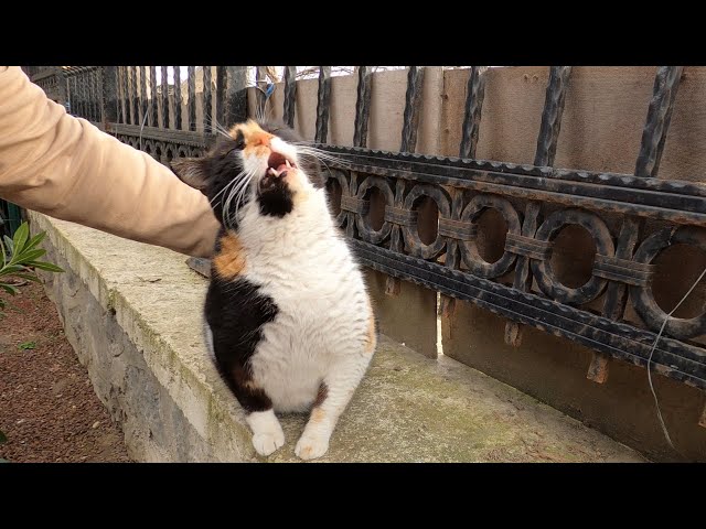 Chubby cat has a hilarious reaction to back scratch class=