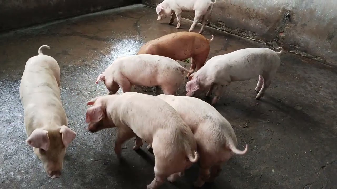 Nuôi heo vốn ít để khỏi thiếu nợ 