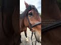 #fypシ゚viral #horse #equestrianjourney #horseenthusiast #tiktok #equestrian #horsefan