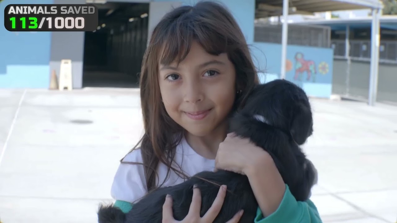 I Saved 1,000 Animals From Dying.Mr Beast6