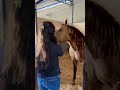 Aqui tem amor, carinho e respeito ao cavalo! 🐎 #agro #quartodemilha #cavalos #horse #vetporamor