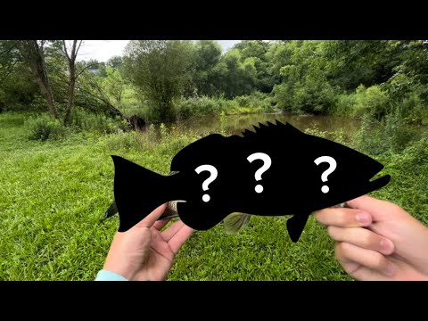 New fishing method(catches a lot of bass)  #fishing #bass