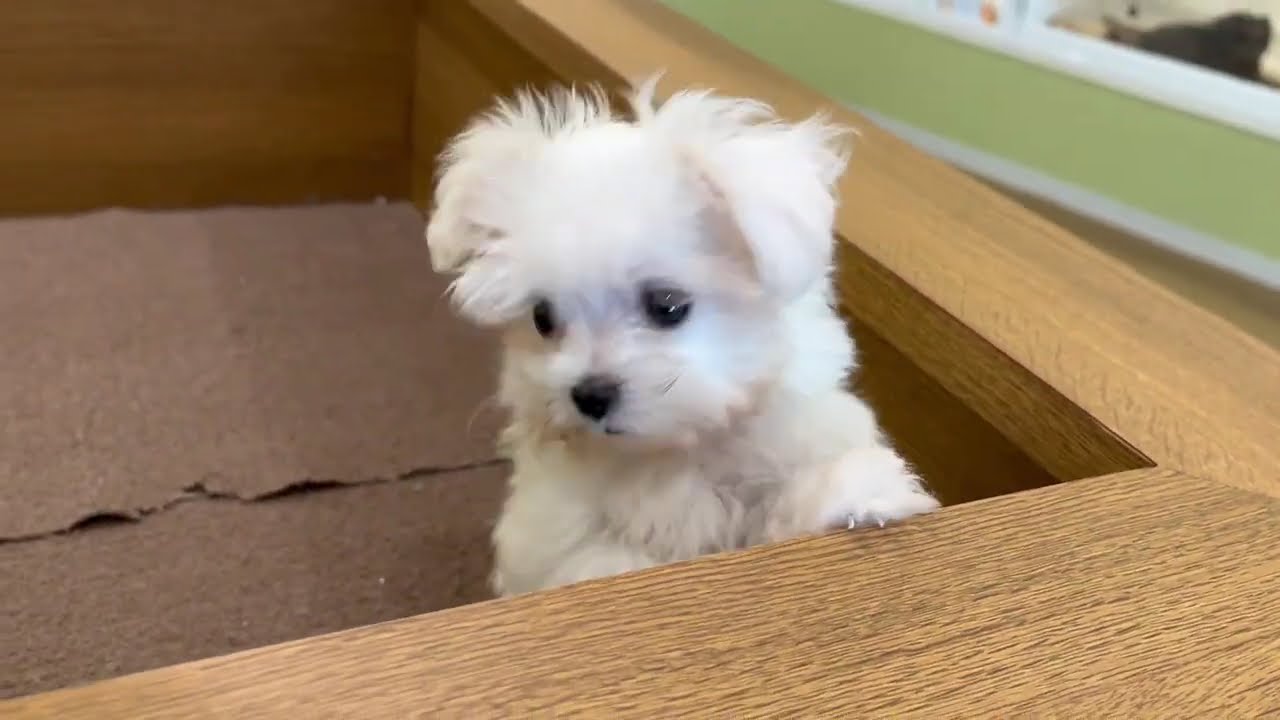 No.191392 マルチーズ ♀】ペットショップ犬の家＆猫の里豊田店 - YouTube
