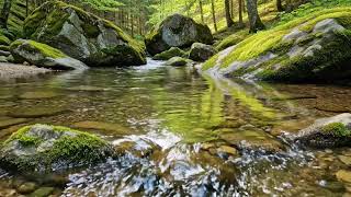 Live Stream Aqualume Nature