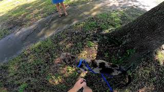 Block Captain Bubba Morning Patrol 7-6-2020