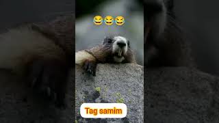 Tag samim kuddus | Edit | bilai | Khosra boys 1M | Plz subscribe 1k kardo |