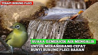 SUARA GEMERICIK AIR MENGALIR UNTUK TERAPI BURUNG || TERAPI BURUNG PLECI AGAR RAJIN BUNYI