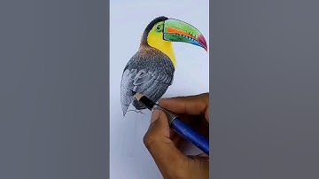 Quick painting Toucan bird #drawing #art #coloring