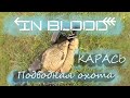 ПОДВОДНАЯ ОХОТА 2021 КАРАСЬ - IN BLOOD